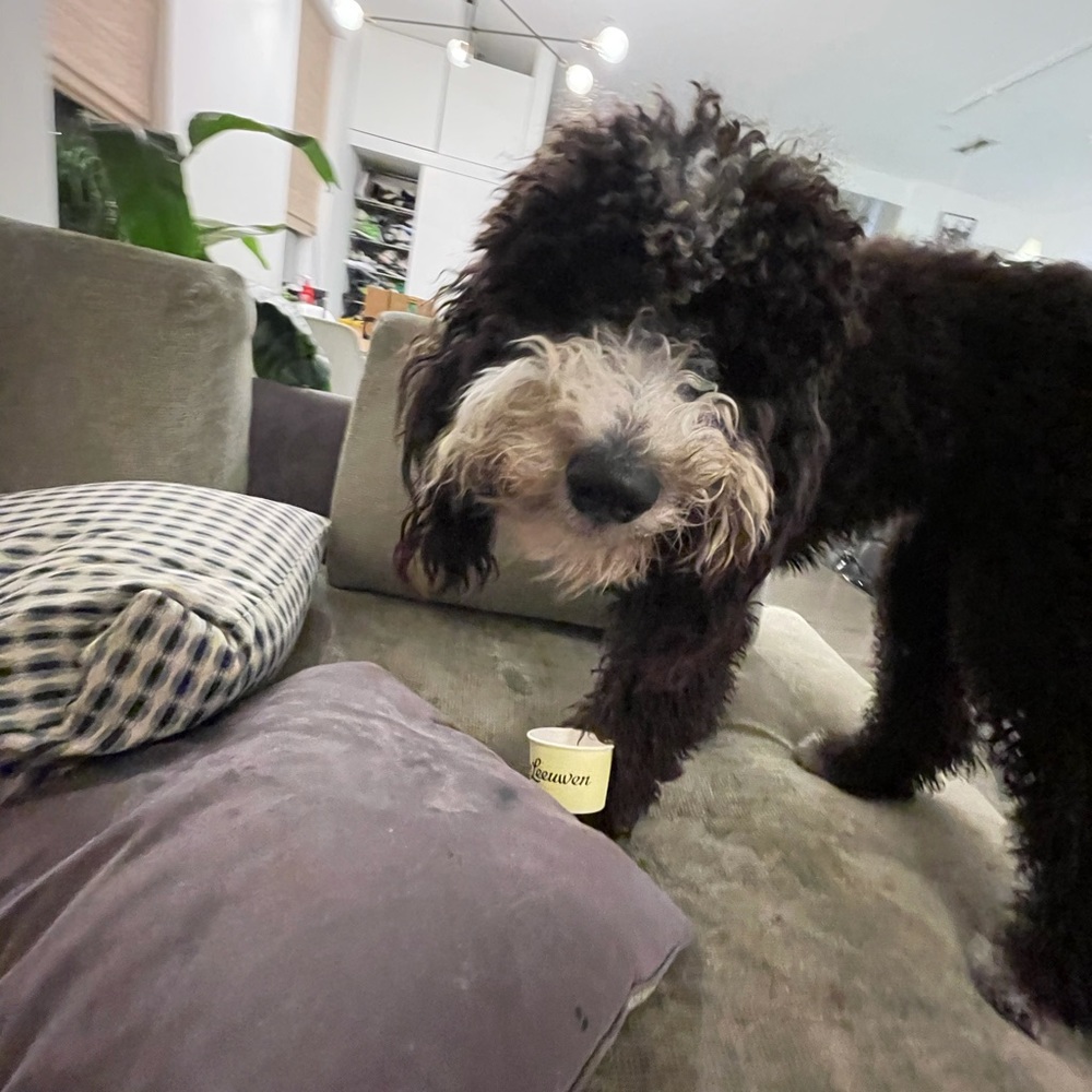 Meet your Posher, Emma